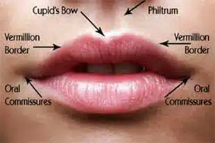 anatomie du gonflement des lèvres