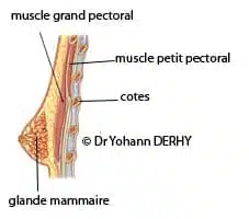 prothèse mammaire : rapport au thorax